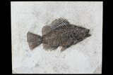 Cockerellites (Priscacara) Fossil Fish - Wyoming #77898-1